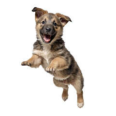 mongrel dog puppy jumping and running isolated transparent