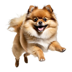 pomeranian dog puppy jumping and running isolated transparent
