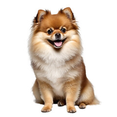 pomeranian dog puppy sitting isolated transparent