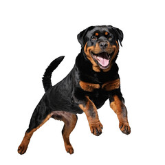 rottweiler dog jumping and running isolated transparent