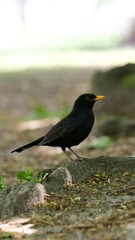 Kos siedzący na kamieniu w parku miejskim