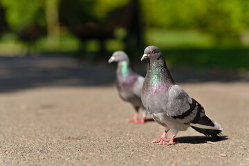 Para gołębi miejskich kroczących po ścieżce w parku miejskim w słoneczny dzień