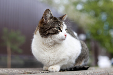 White brown cat sitting on a street and looking into distance