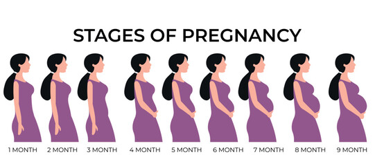 Pregnancy woman stages white isolated background. Flat pregnant woman dressed in a purple dress with growing belly by months. 