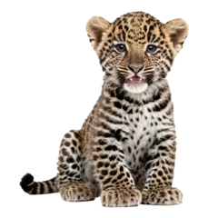  baby leopard sitting isolated transparent photo © Reytr