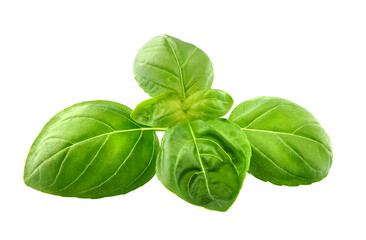 Fresh Basil leaves  in closeup on white background