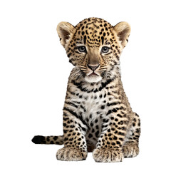 Fototapeta premium baby leopard sitting isolated transparent photo
