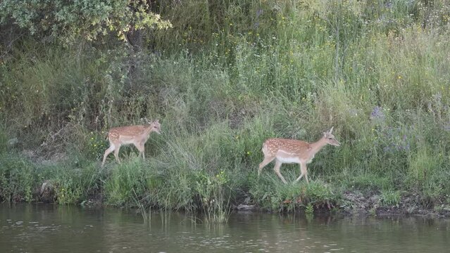 Amidst nature's embrace, Fallow Deer stroll peacefully along the riverside, grazing and enjoying the tranquil scene.