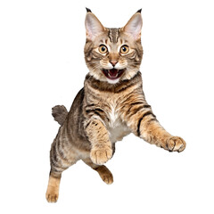 american bobtail cat running and jumping isolated transparent photo