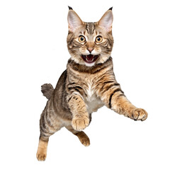 Obraz premium american bobtail cat running and jumping isolated transparent photo