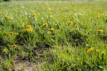 dandelion, background, springtime, season, yellow, close-up, meadow, no people, grass, green color, plant, outdoor, growth, horizontal, freshness, sun, day, uncultivated, sunny, nature