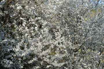 landscape, tree, nature, flower, park, background, garden, environment, blossom, season, botanical, forest, spring, springtime, leaf, foliage, outdoor, plant