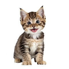 Obraz premium american bobtail cat kitten sitting isolated transparent photo