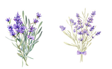 Watercolor lavender flowers illustration on transparent background