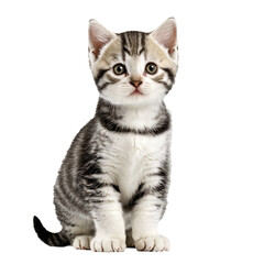 Obraz premium american shorthair cat kitten sitting isolated transparent photo