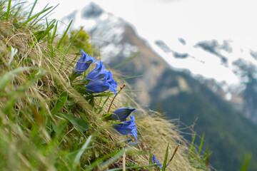 blauer Enzian in den Alpen Österreichs