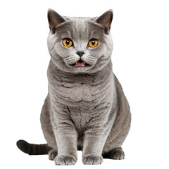 british shorthair cat sitting and jumping isolated transparent photo