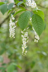 Drobne białe kwiaty zwisające z gałęzi drzewa w lesie © Piotr