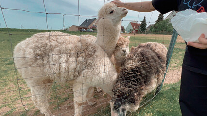 sheep in the zoo