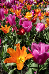 Close up of brightly coloured tulips flowering in a garden