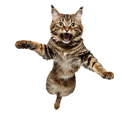 highlander cat running and jumping isolated transparent photo