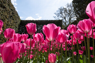 Close up of brightly coloured tulips flowering in a garden