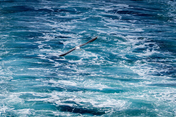 海面を飛ぶカモメ