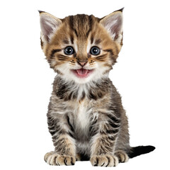 Fototapeta premium highlander cat kitten sitting isolated transparent photo