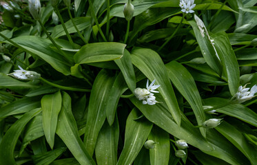 close up of wild garlic in flower