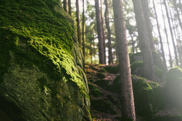 Mystical Sunlight on Mossy Rocks in a Serene European Forest