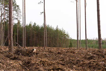 Widok lasu iglastego po wycince drzew, goła ziemia, w tle rzadkie drzewa © Piotr