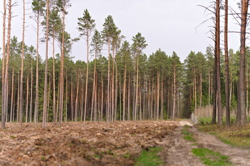 Widok lasu iglastego po wycince drzew, goła ziemia, w tle rzadkie drzewa © Piotr