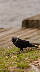 Kawka stojąca na zielonej trawie w słoneczny dzień, w tle drewniany pomost © Piotr