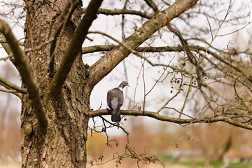 Gołąb grzywacz siedzący na bezlistnej gałęzi drzewa 