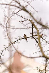 Wróbel siedzący na bezlistnej gałęzi drzewa © Piotr