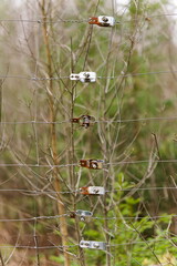 Zardzewiałe metalowe zapięcia ogrodzenia siatki w lesie © Piotr