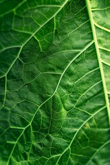 Obraz premium Macro green leaf texture, pattern, textured natural background