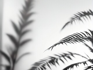 Fototapeta premium black and white feathers
