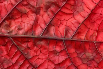 Texture of a red leaf macro pattern, textured natural background
