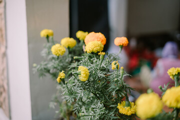 Calendula officinalis, also known as pot marigold, is a flowering plant in the daisy family that is native to southern Europe and the Eastern Mediterranean