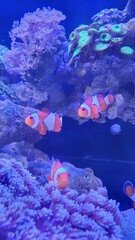 A photo of cute anemone fish playing on the coral reef, beautiful color clownfish on coral feefs,...