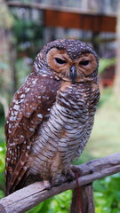 The spotted wood owl (Strix seloputo) is an owl of the earless owl genus