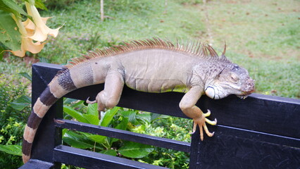 Iguana is a genus of herbivorous lizards that are native to tropical areas of Mexico, Central America, South America, and the Caribbean. Close-up animal photo