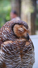 The spotted wood owl (Strix seloputo) is an owl of the earless owl genus