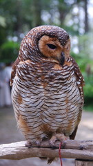 The spotted wood owl (Strix seloputo) is an owl of the earless owl genus