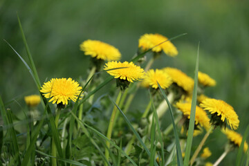 Blooming dandelions, spring flowers in green grass