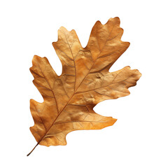 Fototapeta premium The image shows a single brown and gold autumn oak leaf on a transparent background.