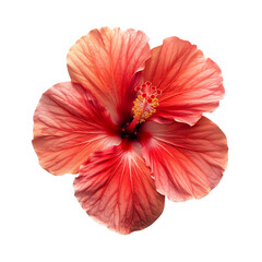 The photo shows a beautiful hibiscus flower with a red-orange gradient