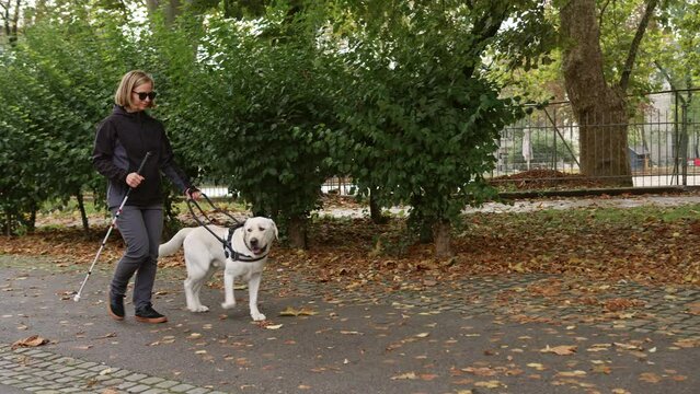 Blind woman and her guide dog on a pleasant walk through a public park area on a beautiful autumn day, handheld shot.