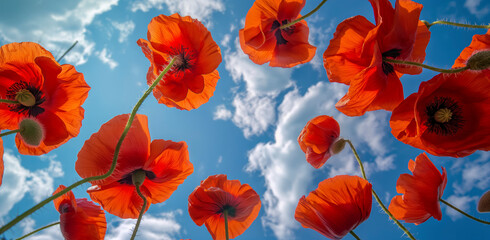 A bunch of red flowers are in the air with a blue sky in the background. The flowers are in a row and are all facing the same direction,banner